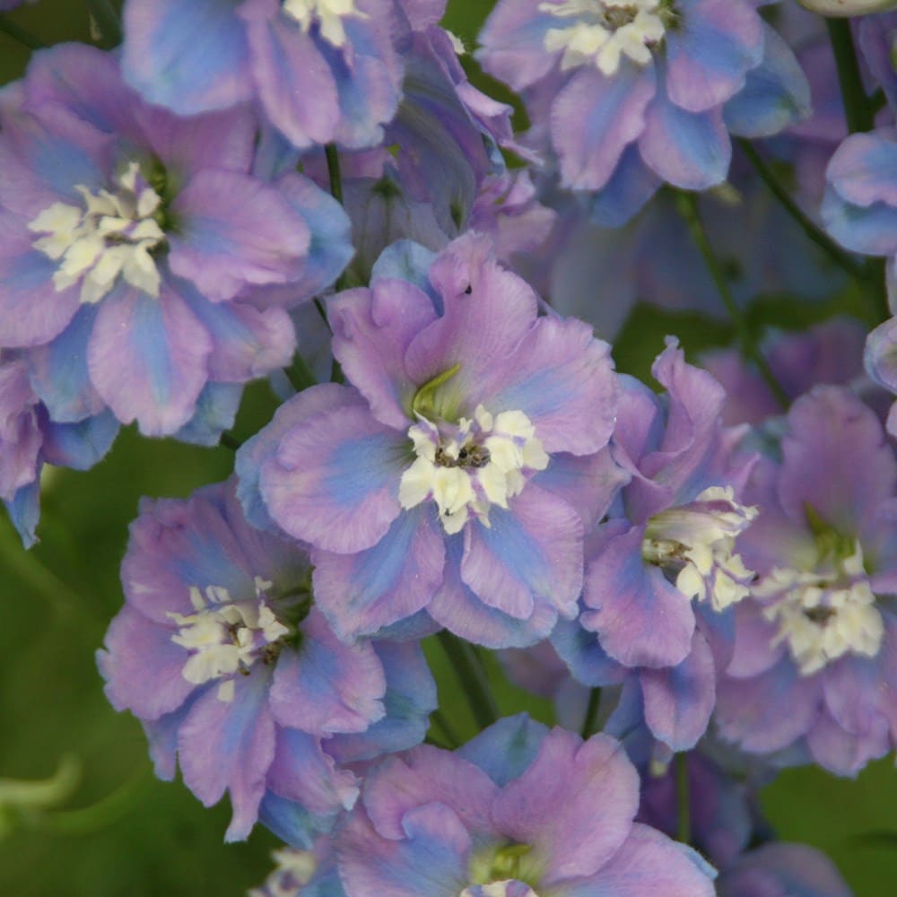 <i>Delphinium</i> 'Spindrift'