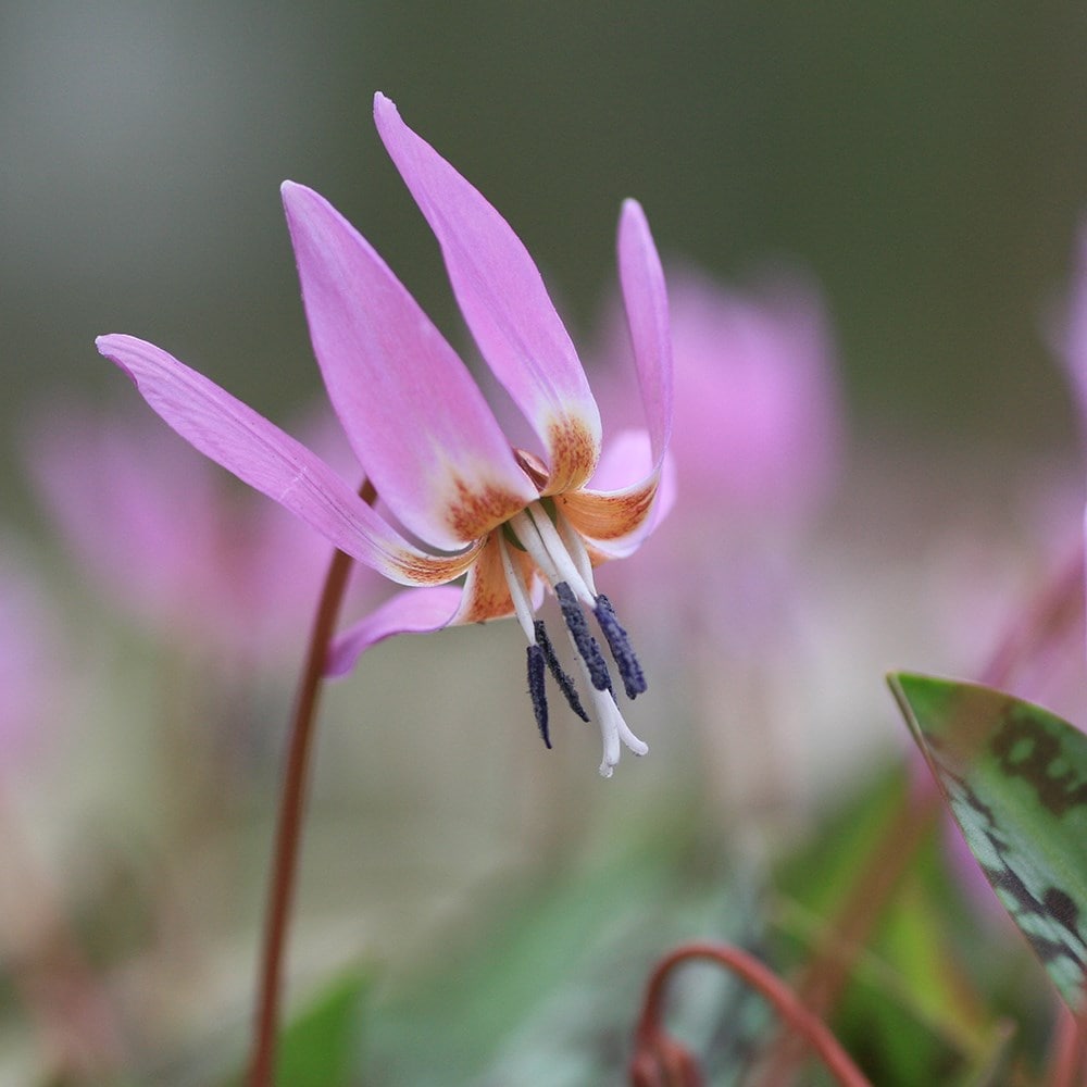 Product options image