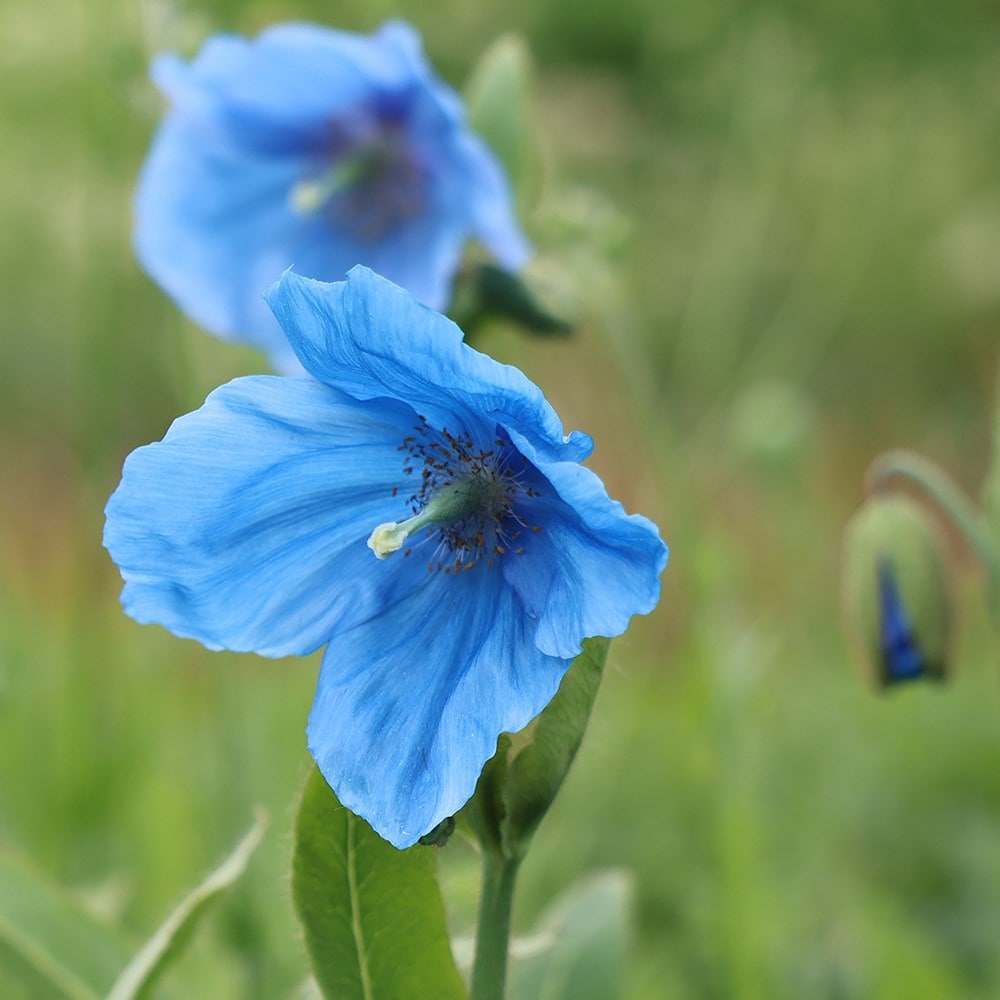 Product options image