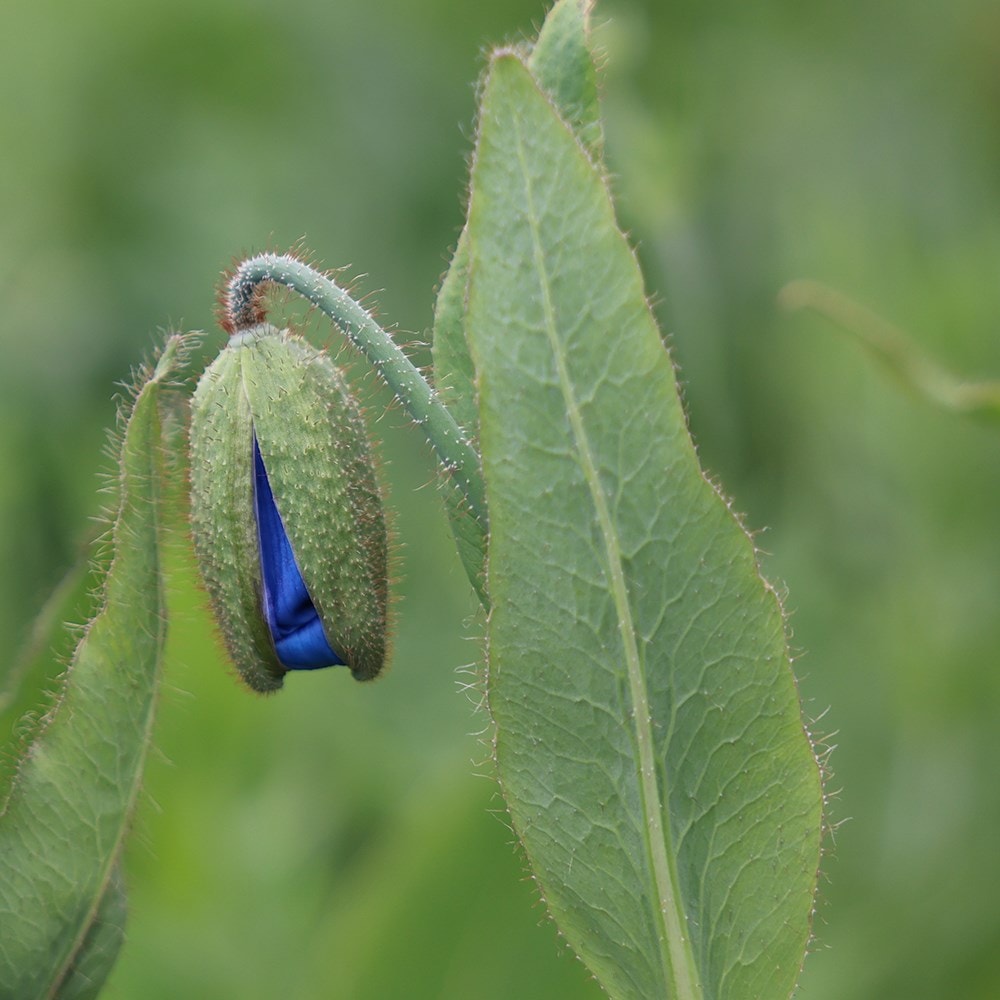 <i>Meconopsis</i> (Infertile Blue Group) 'Slieve Donard'