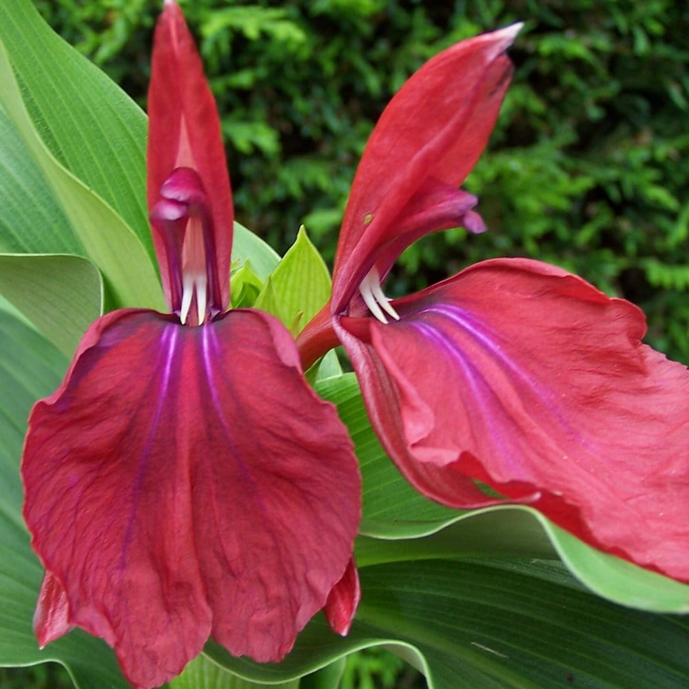 Product options image