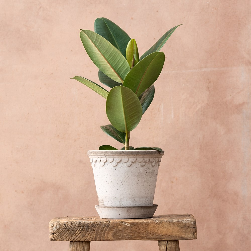 Product options image