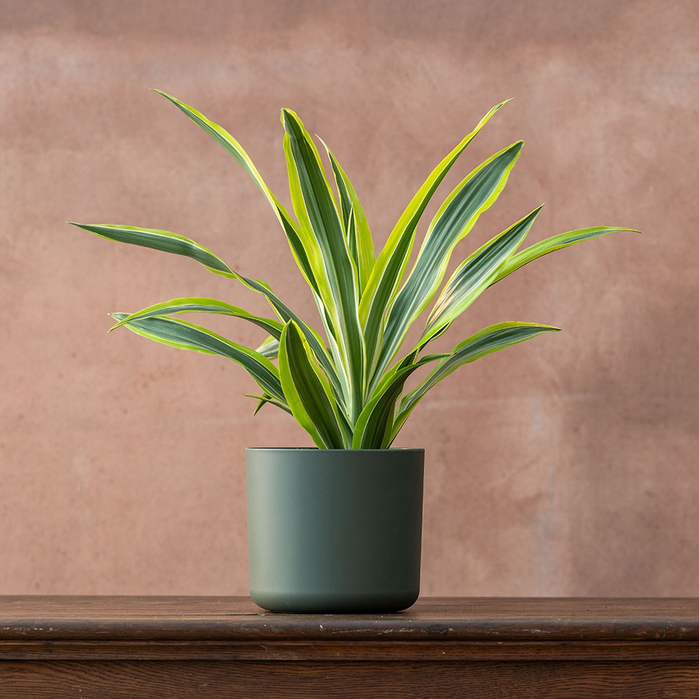 Product options image