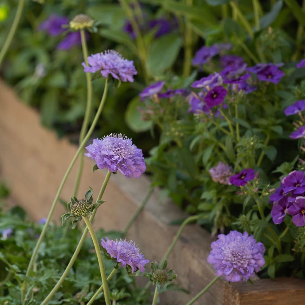 <i>Scabiosa</i> <b class=small-caps>Kudo Blue</b> ('Ichbu2005') (PBR) (Kudo Series)