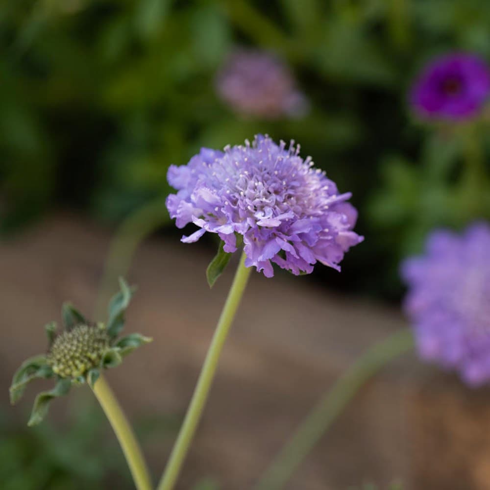 <i>Scabiosa</i> <b class=small-caps>Kudo Blue</b> ('Ichbu2005') (PBR) (Kudo Series)