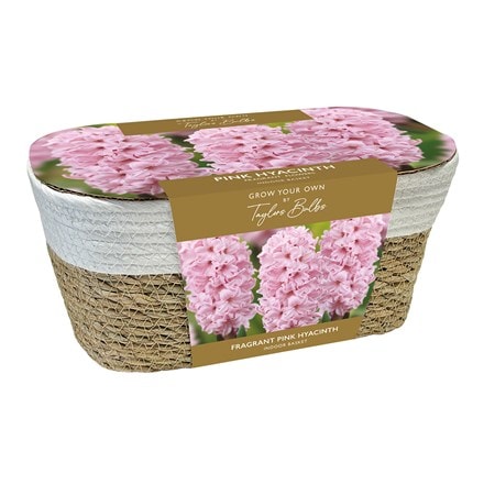 indoor pink hyacinths and wicker basket gift set