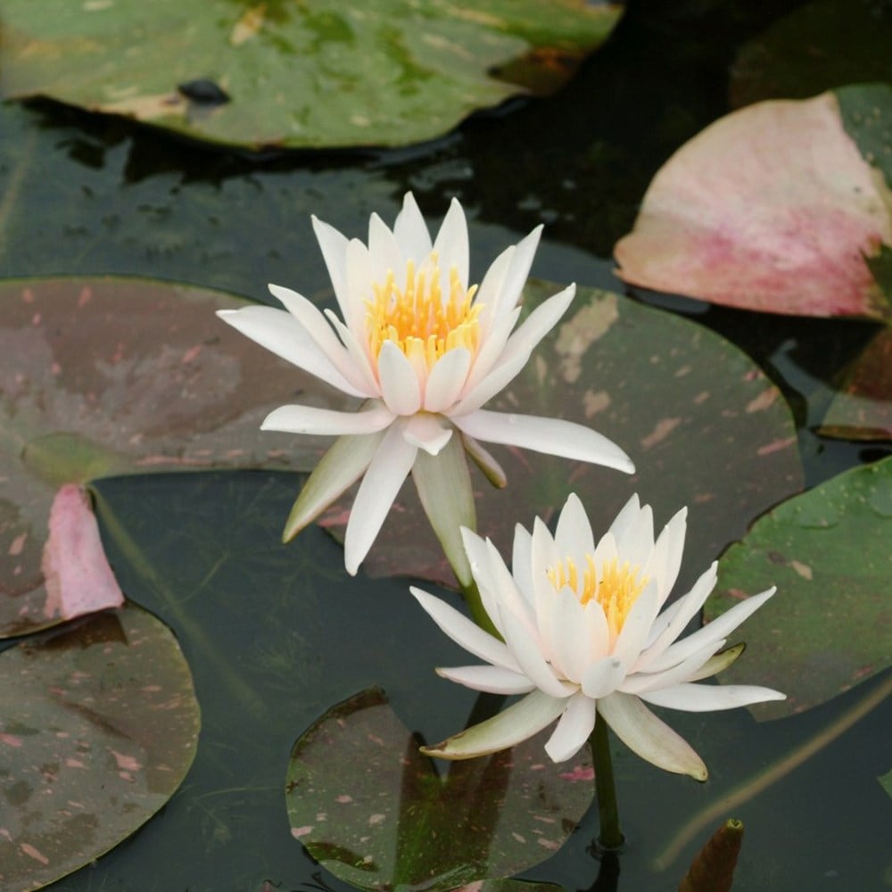 water lily