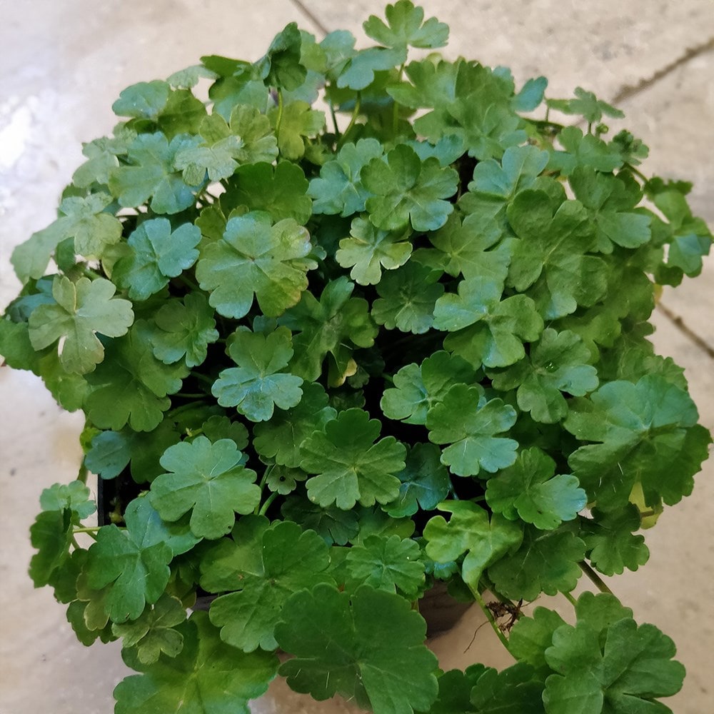 Product options image