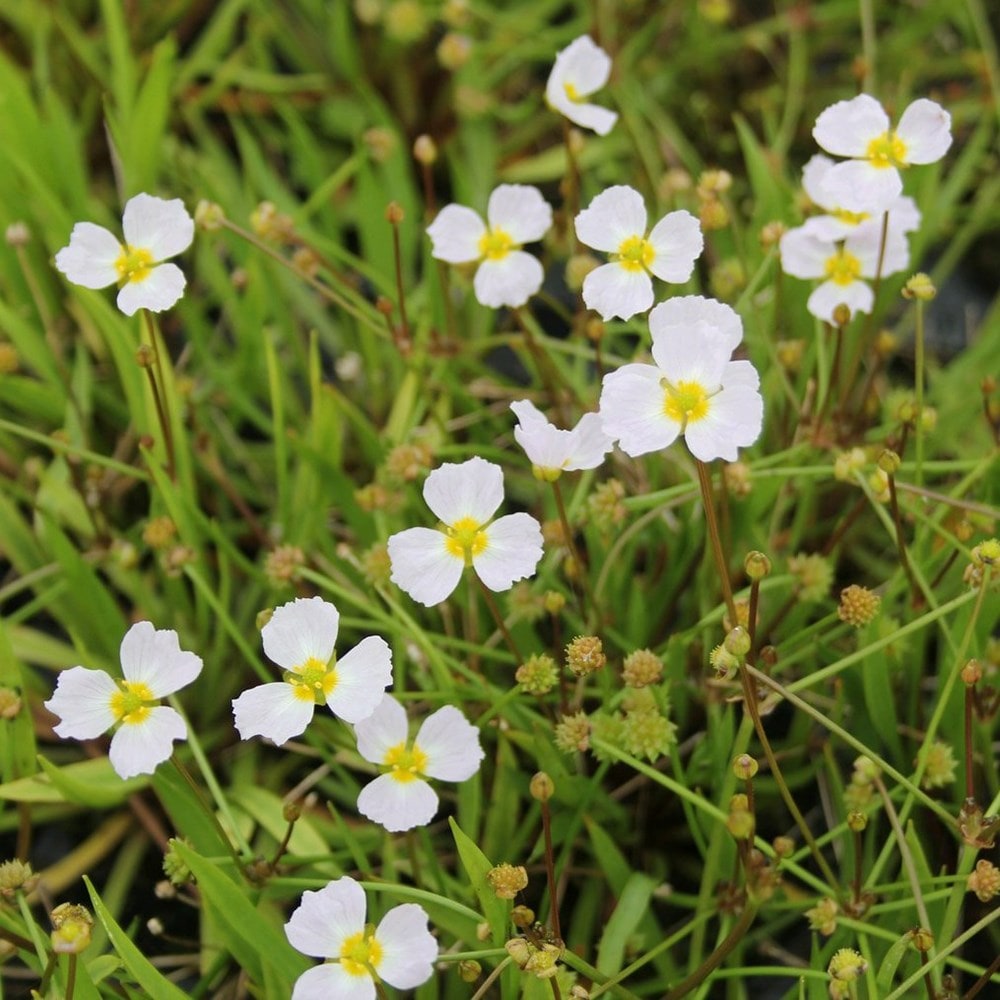 Product options image