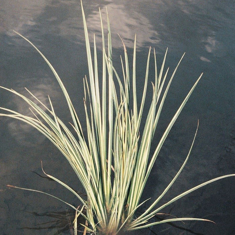 Product options image