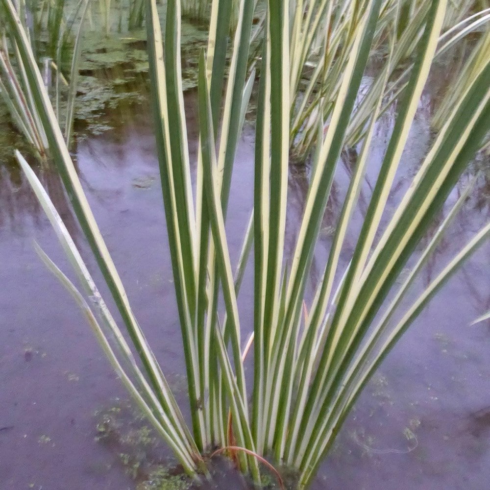 Product options image