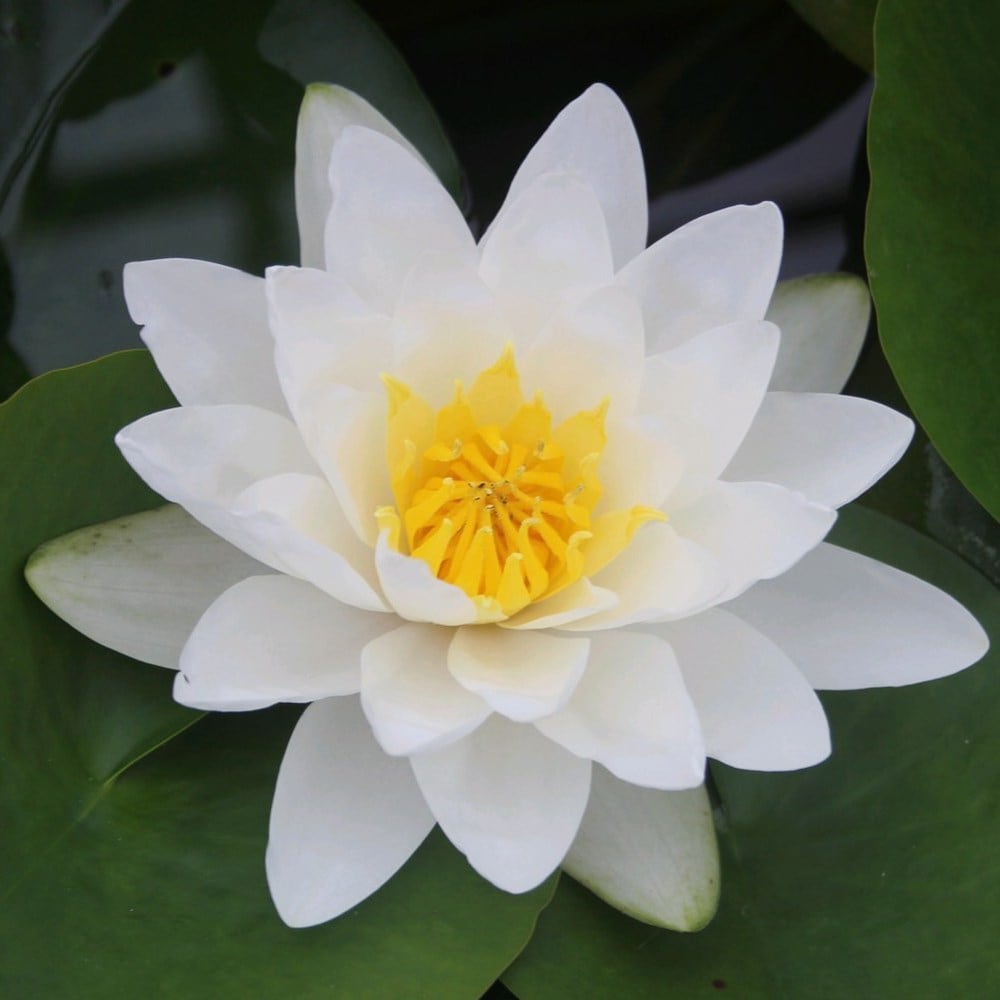 Product options image