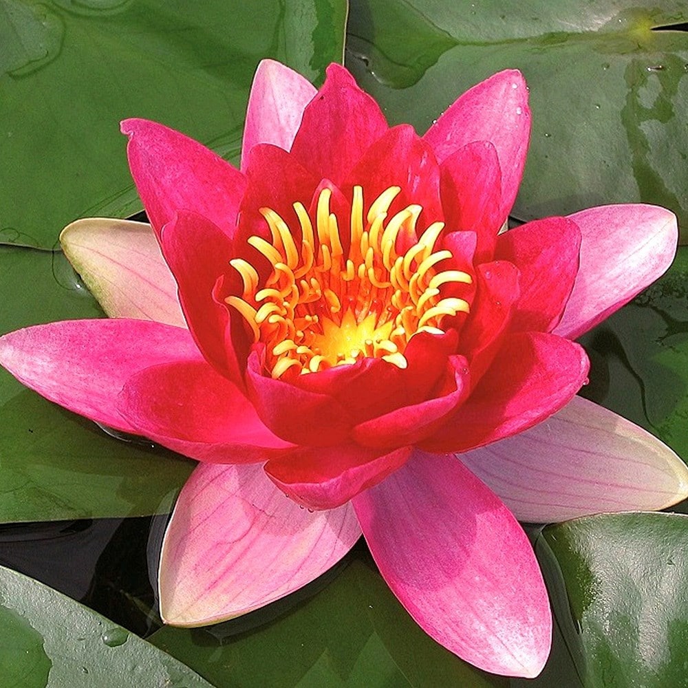 water lily