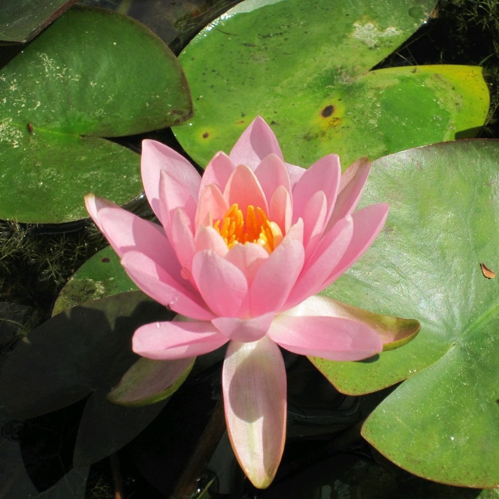 water lily (syn. Firecrest)