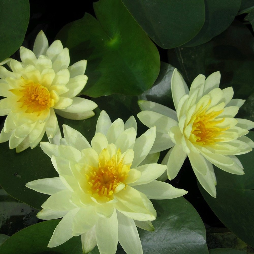 <i>Nymphaea</i> 'Lemon Mist'