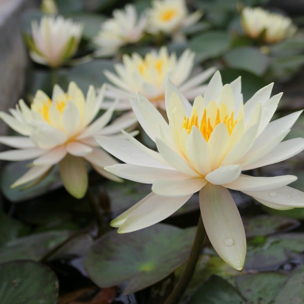 <i>Nymphaea</i> 'Inner Light'
