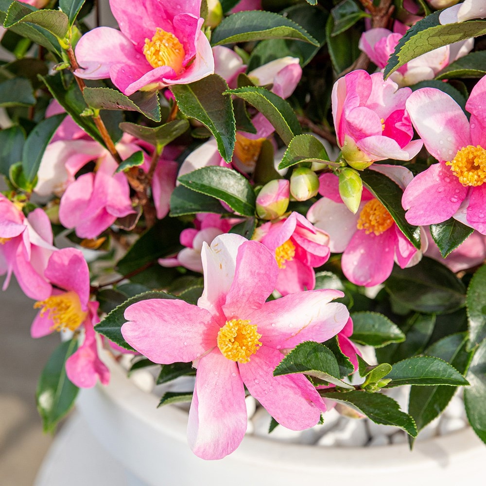 <i>Camellia sasanqua</i> 'Strawberry Swirl'