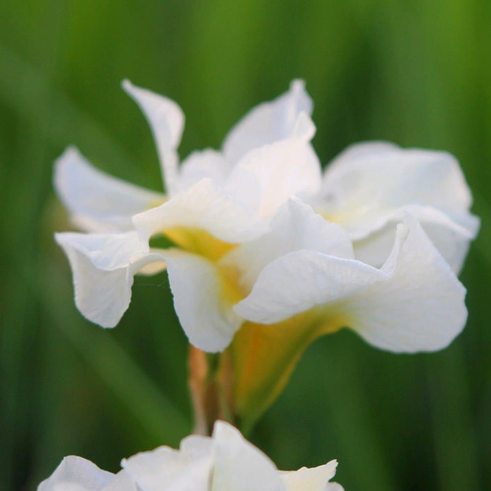 Buy Siberian iris (syn. Iris sibirica Snow Queen) Iris sanguinea Silver ...