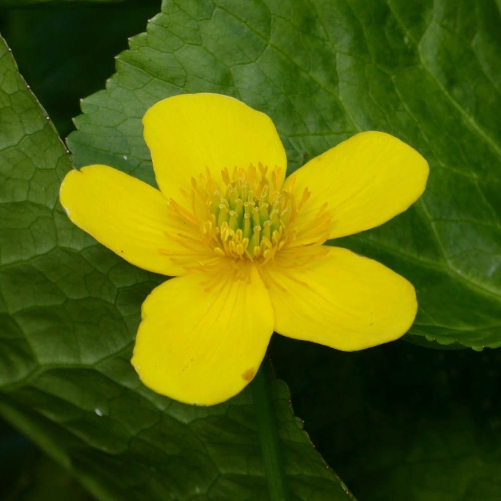 Product options image