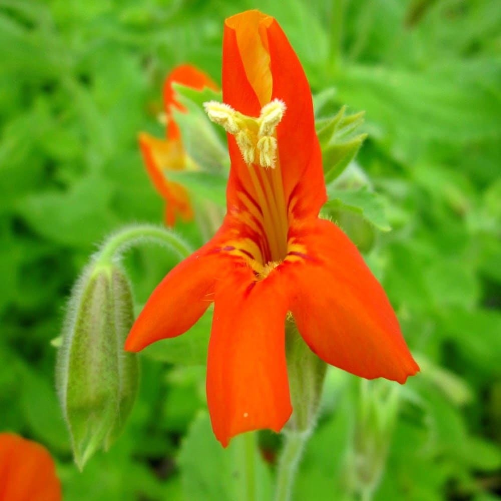 Product options image