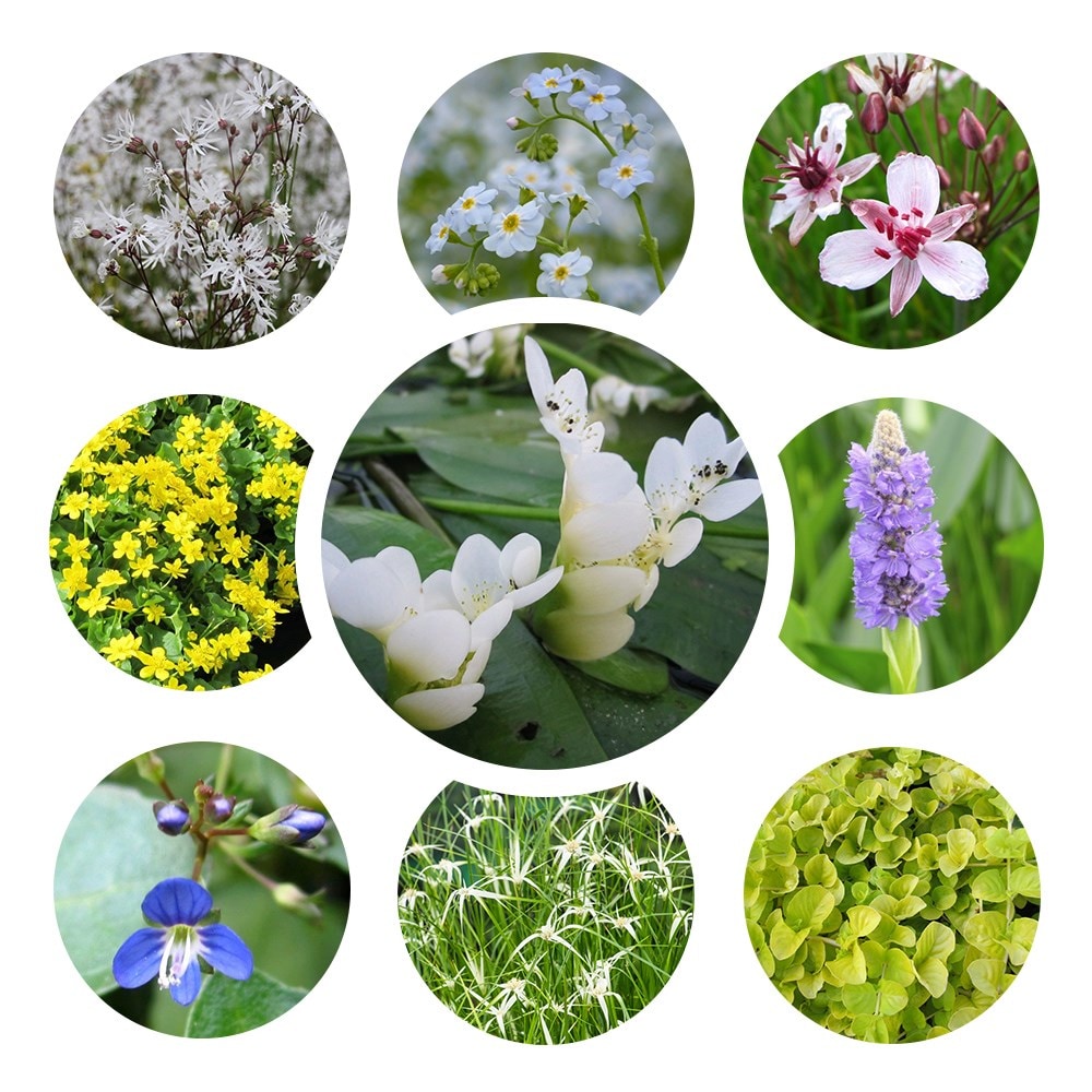 A complete planting scheme for your mini pond