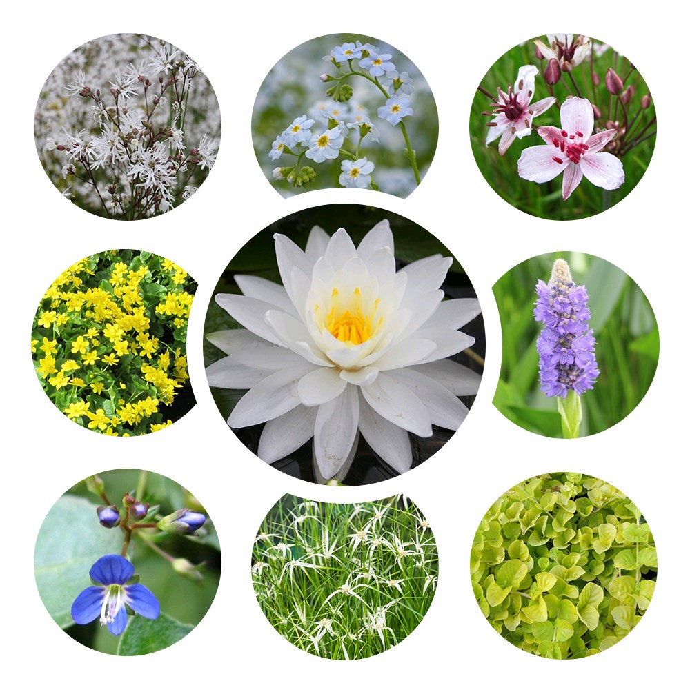 A complete planting scheme for your mini pond