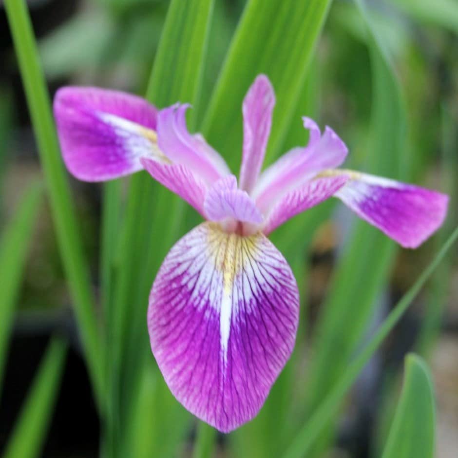 <i>Iris versicolor</i> 