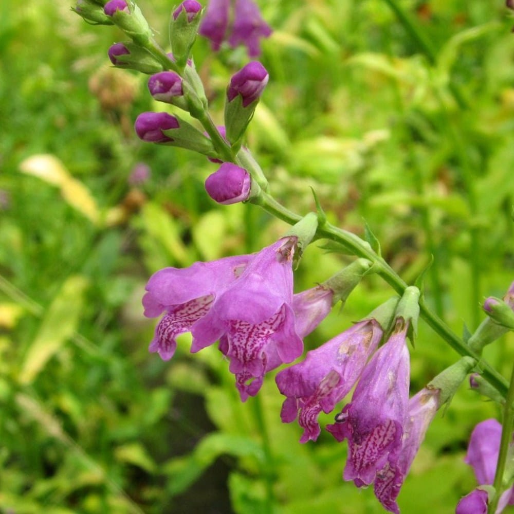 Product options image