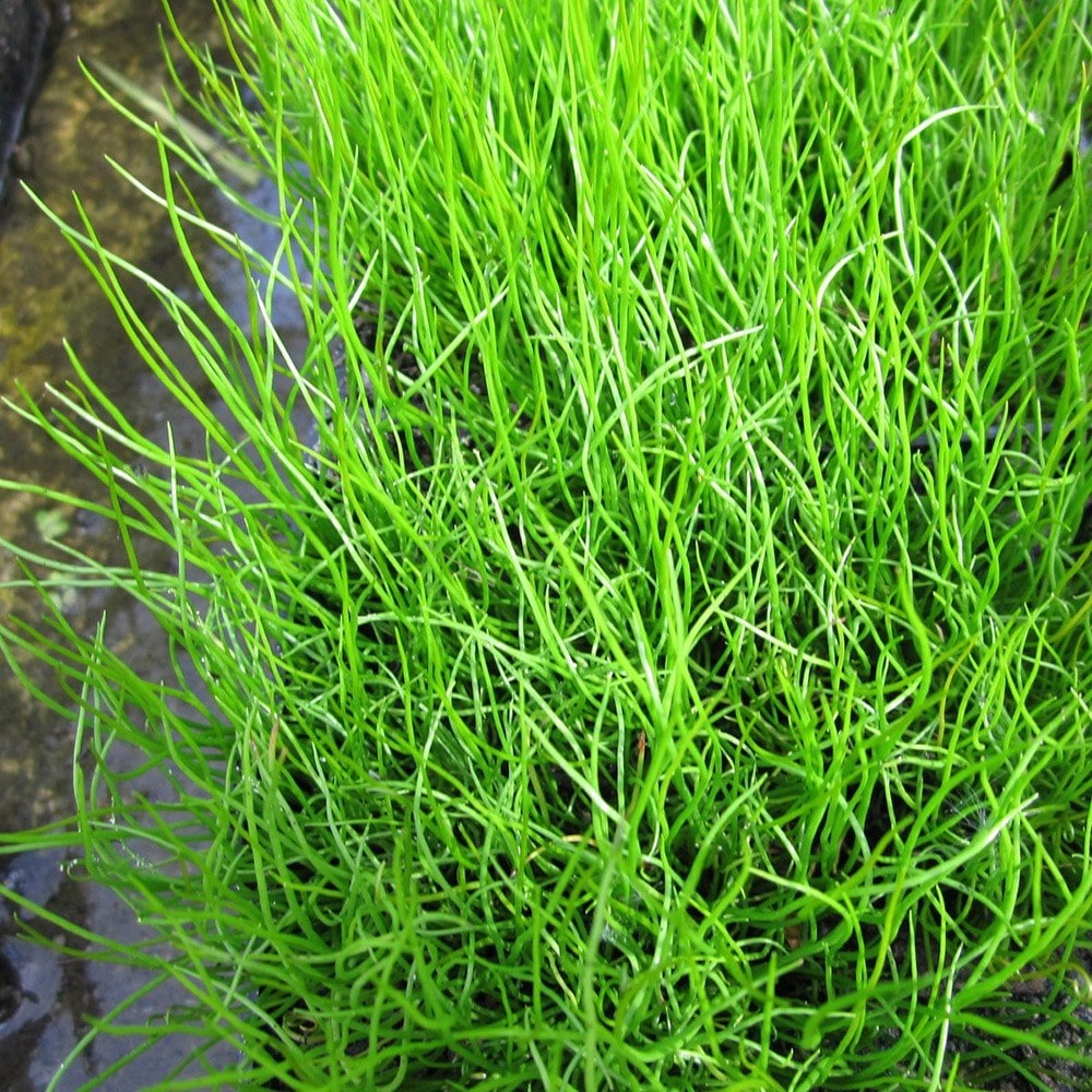 Product options image