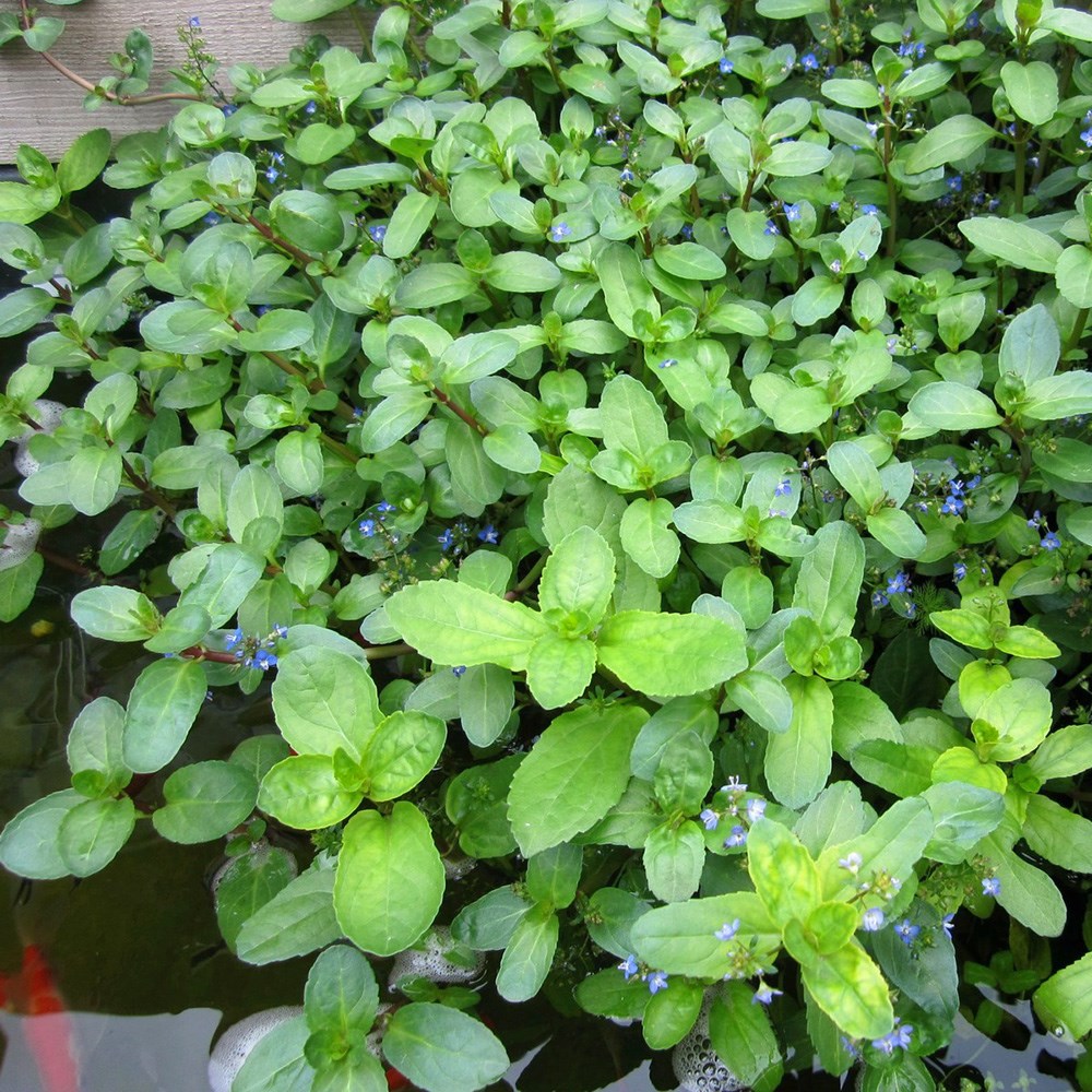 Product options image