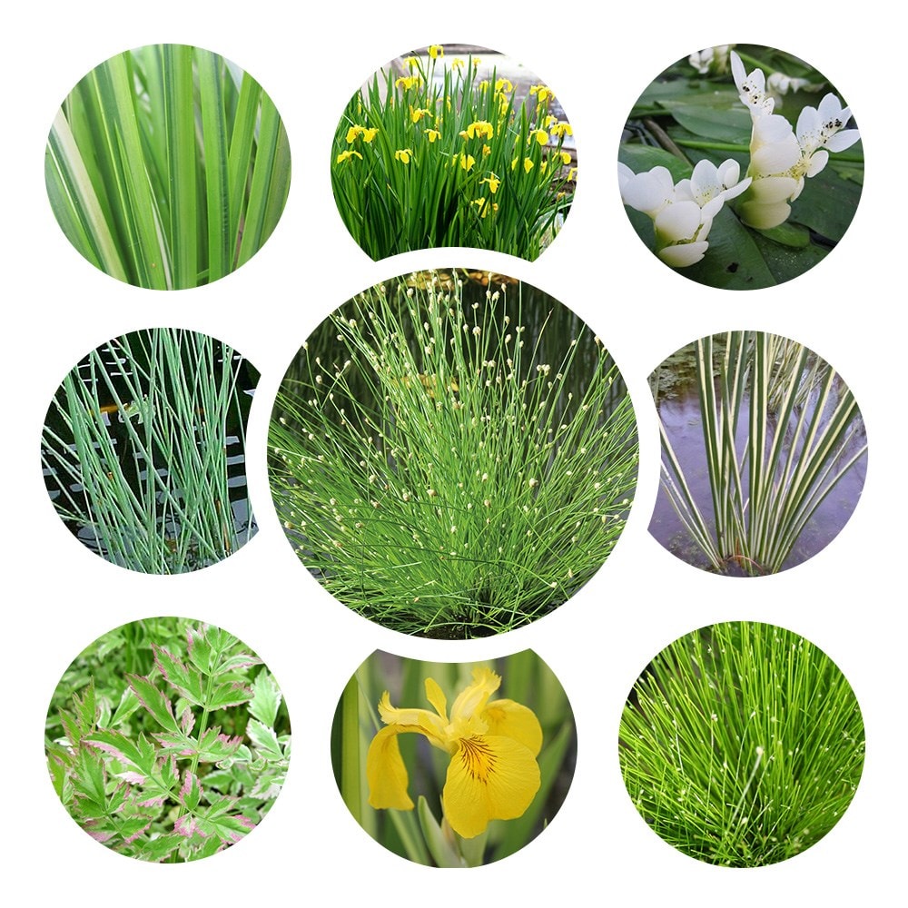 Winter interest pond plant collection