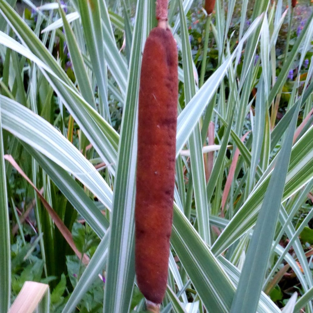 <i>Typha latifolia</i> 'Variegata'