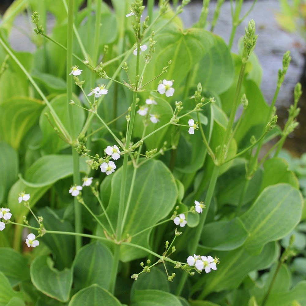 <i>Alisma subcordatum</i> 