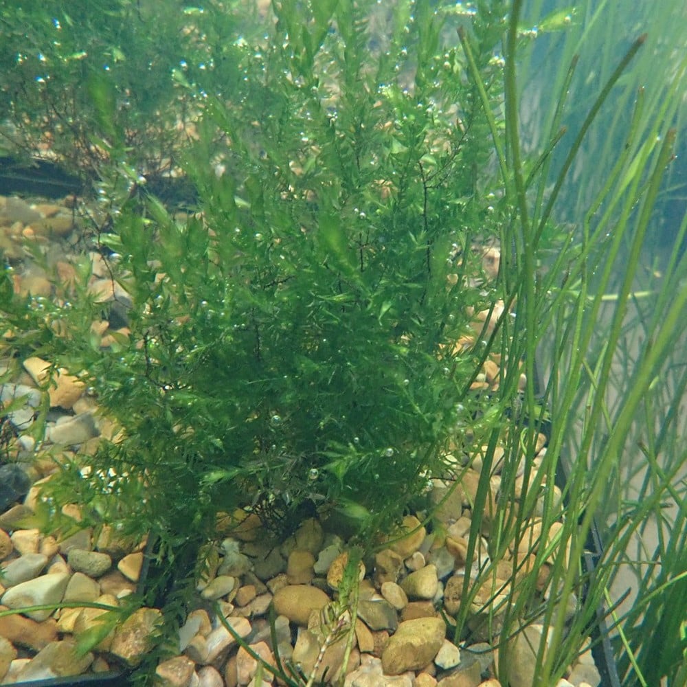 Product options image