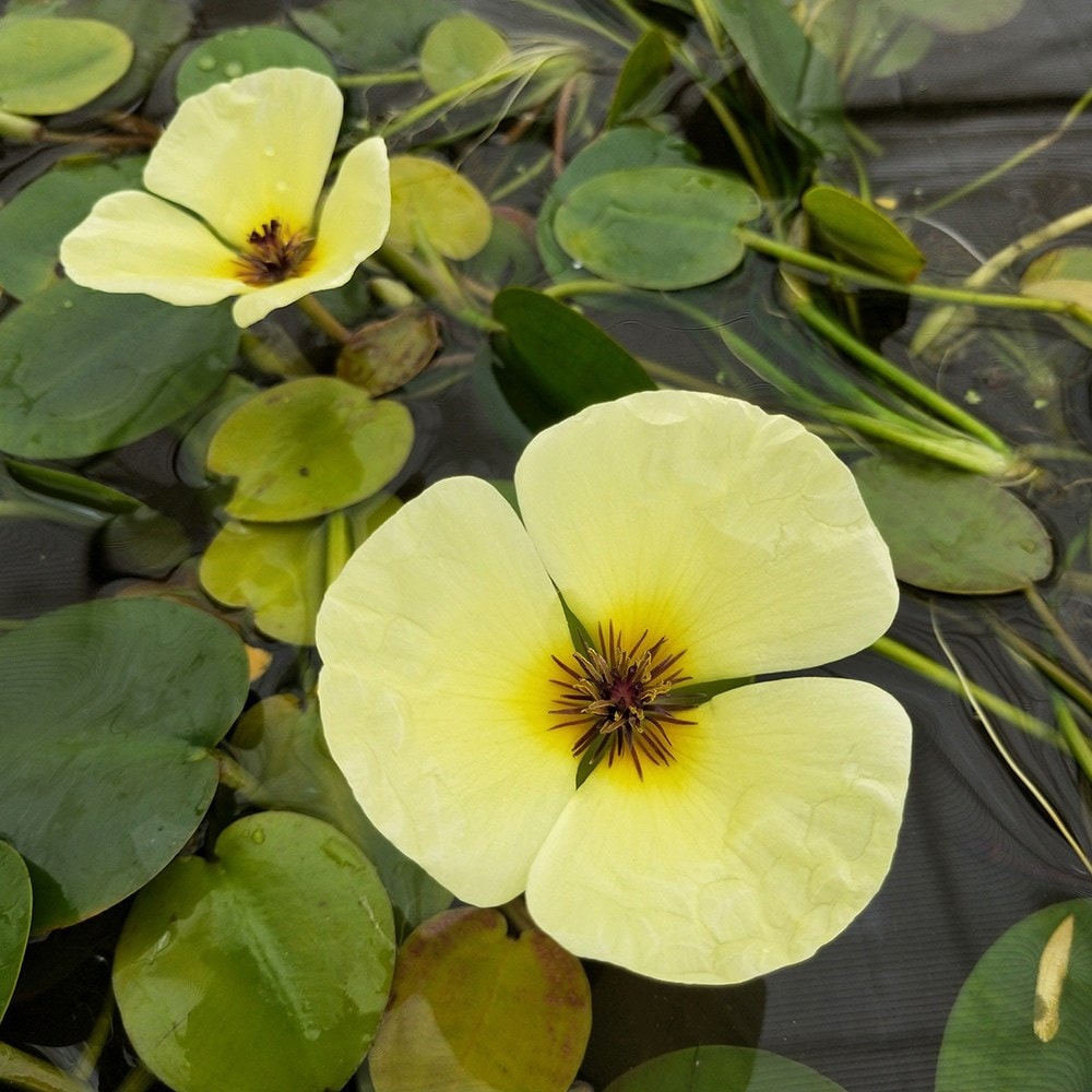 Product options image