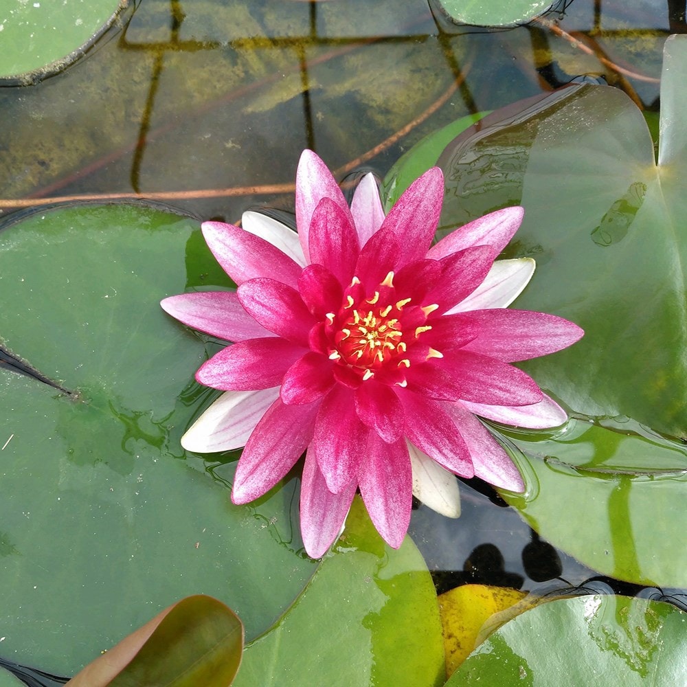 water lily - grows very large