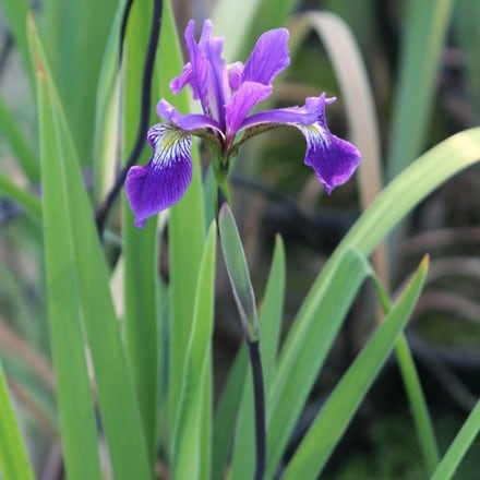 Iris × robusta Gerald Darby