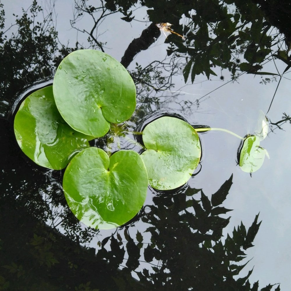 Product options image