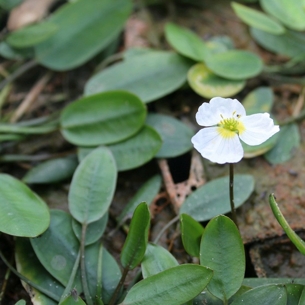 Product options image