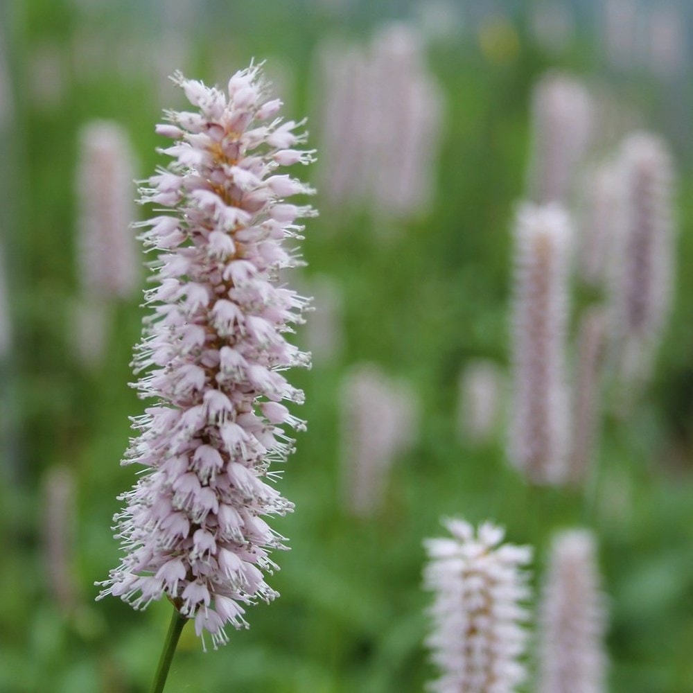 Product options image