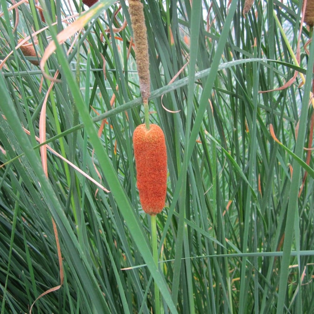 lesser bulrush syn. Typha lugdunensis