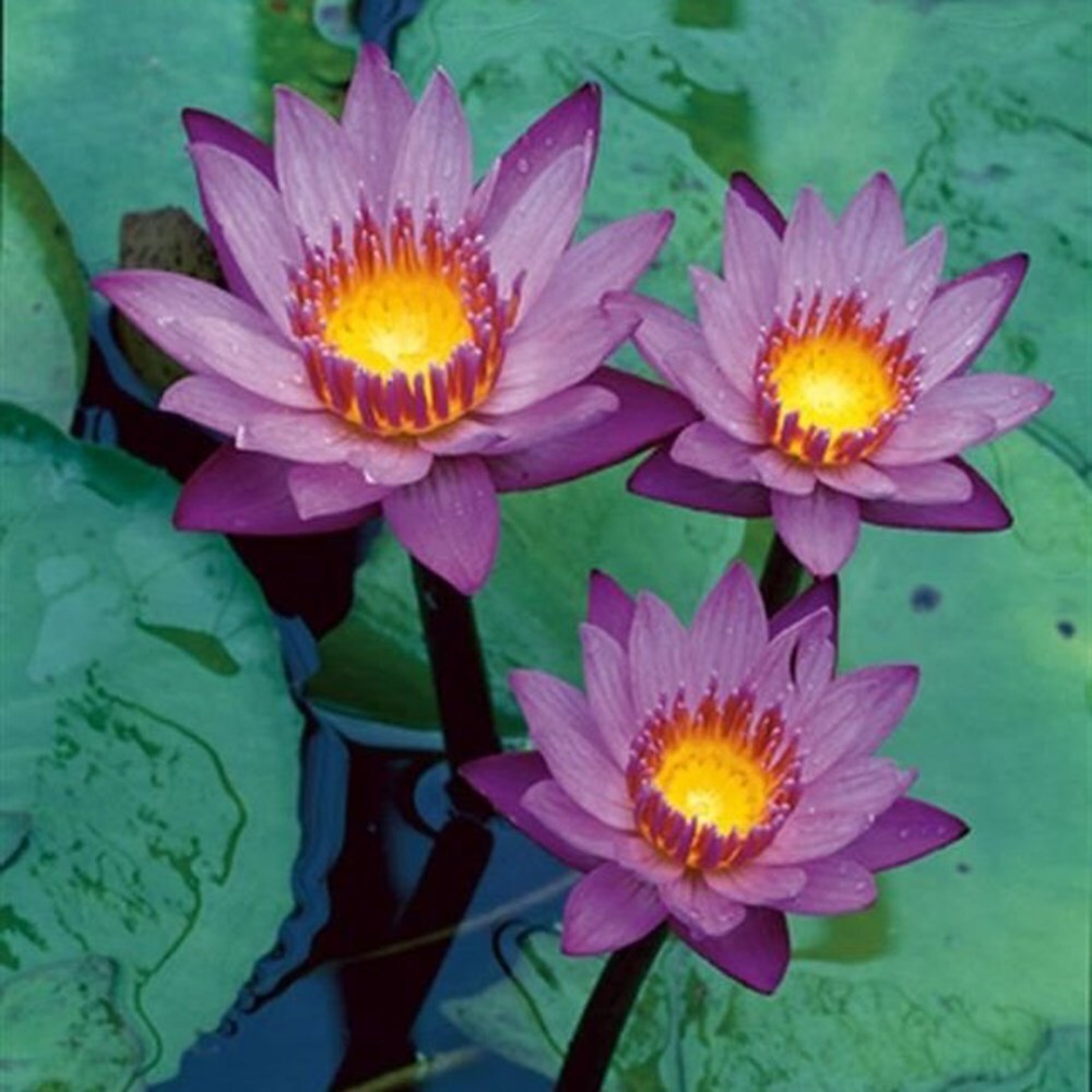 Mainam Hardy Water Lily Tuber Live Plant – Colorful Aquatic Plant For Ponds & Aquariums (Orange Nymphaea Peaches & Cream)