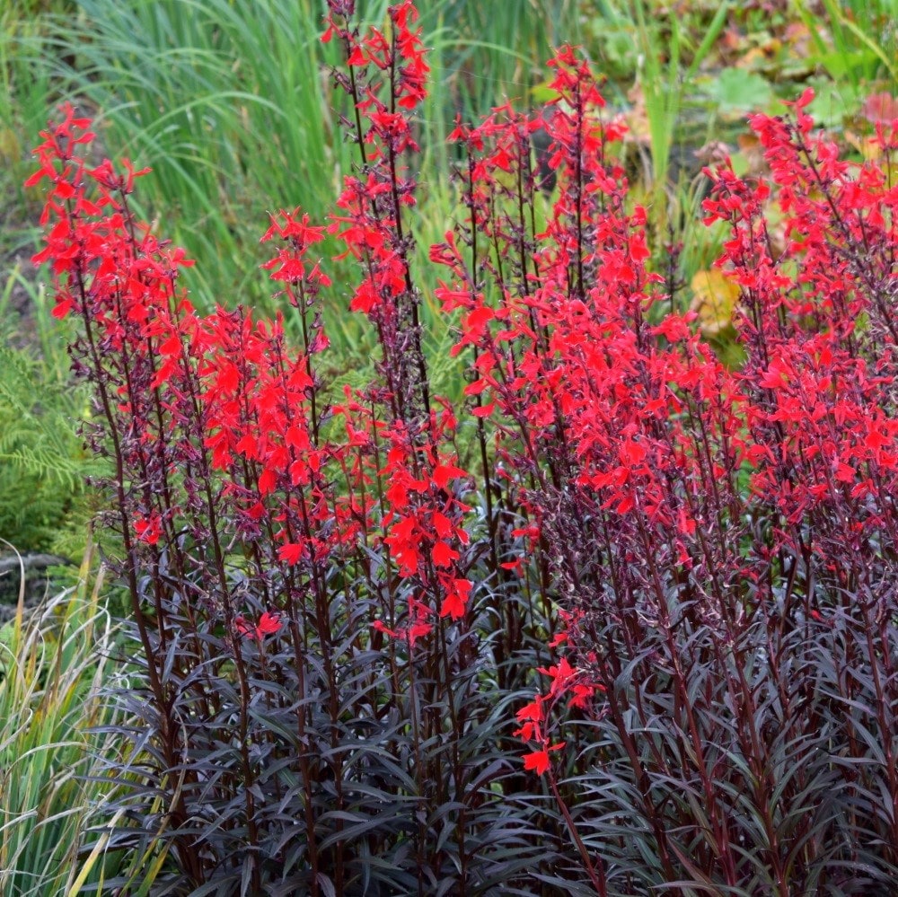 <i>Lobelia cardinalis</i> 'Queen Victoria'