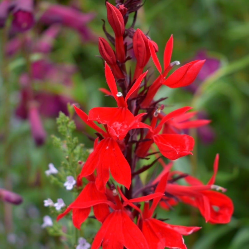 <i>Lobelia cardinalis</i> 'Queen Victoria'
