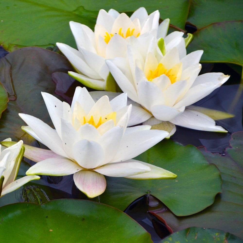 Product options image