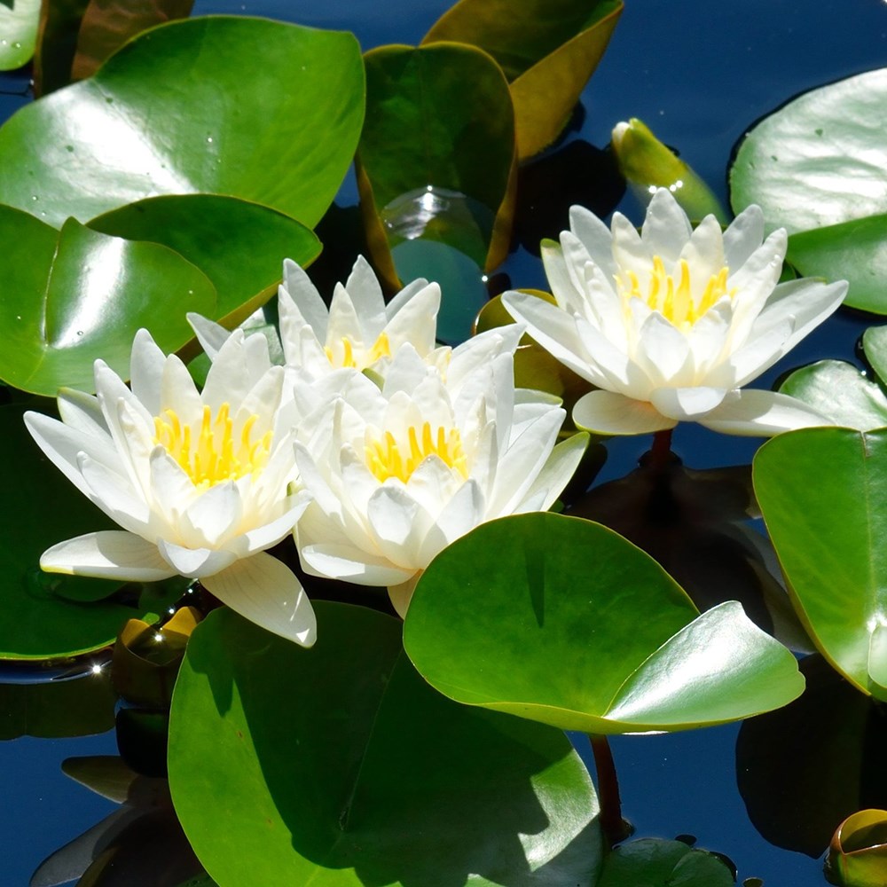 water lily (syn. Albatross)