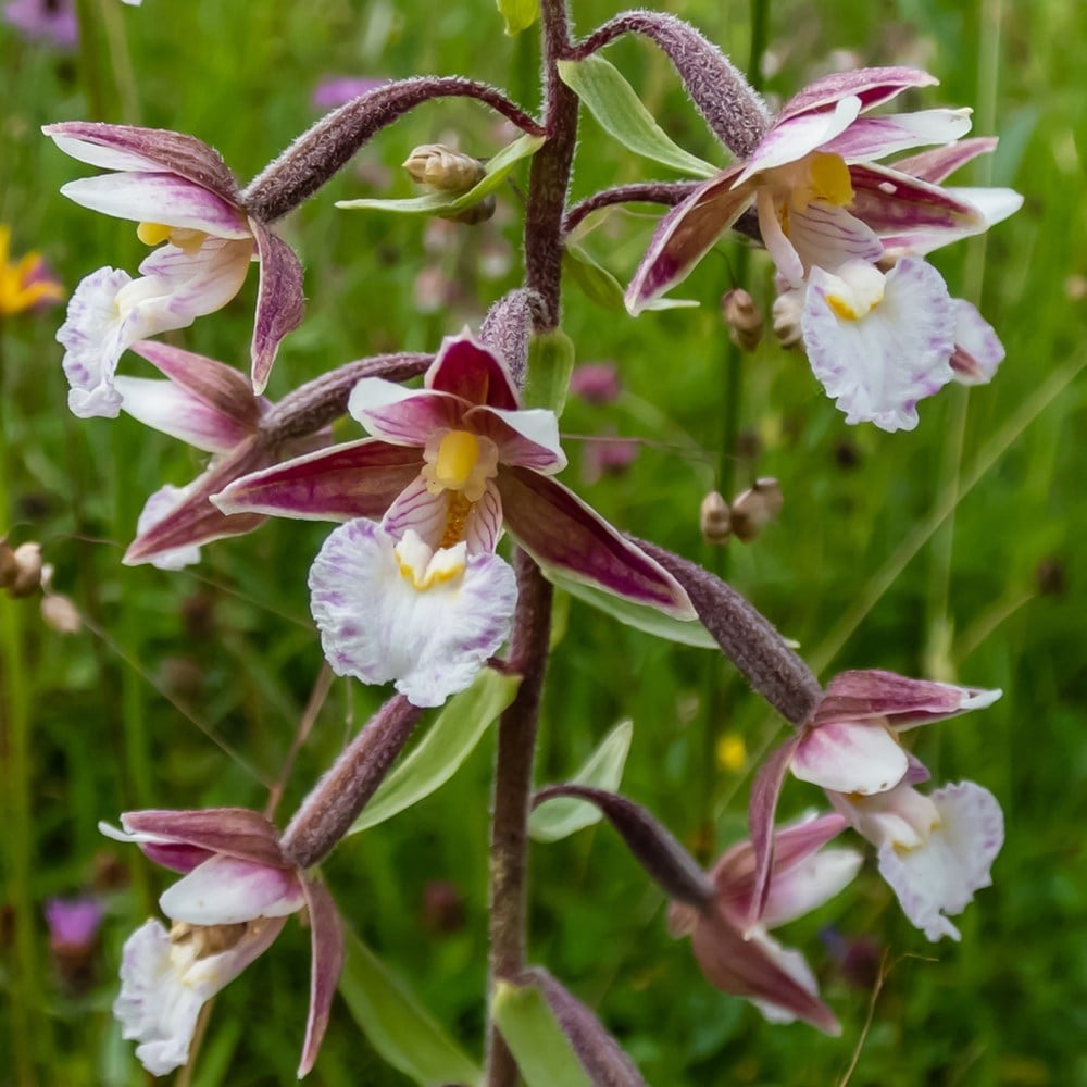 <i>Epipactis palustris</i> 