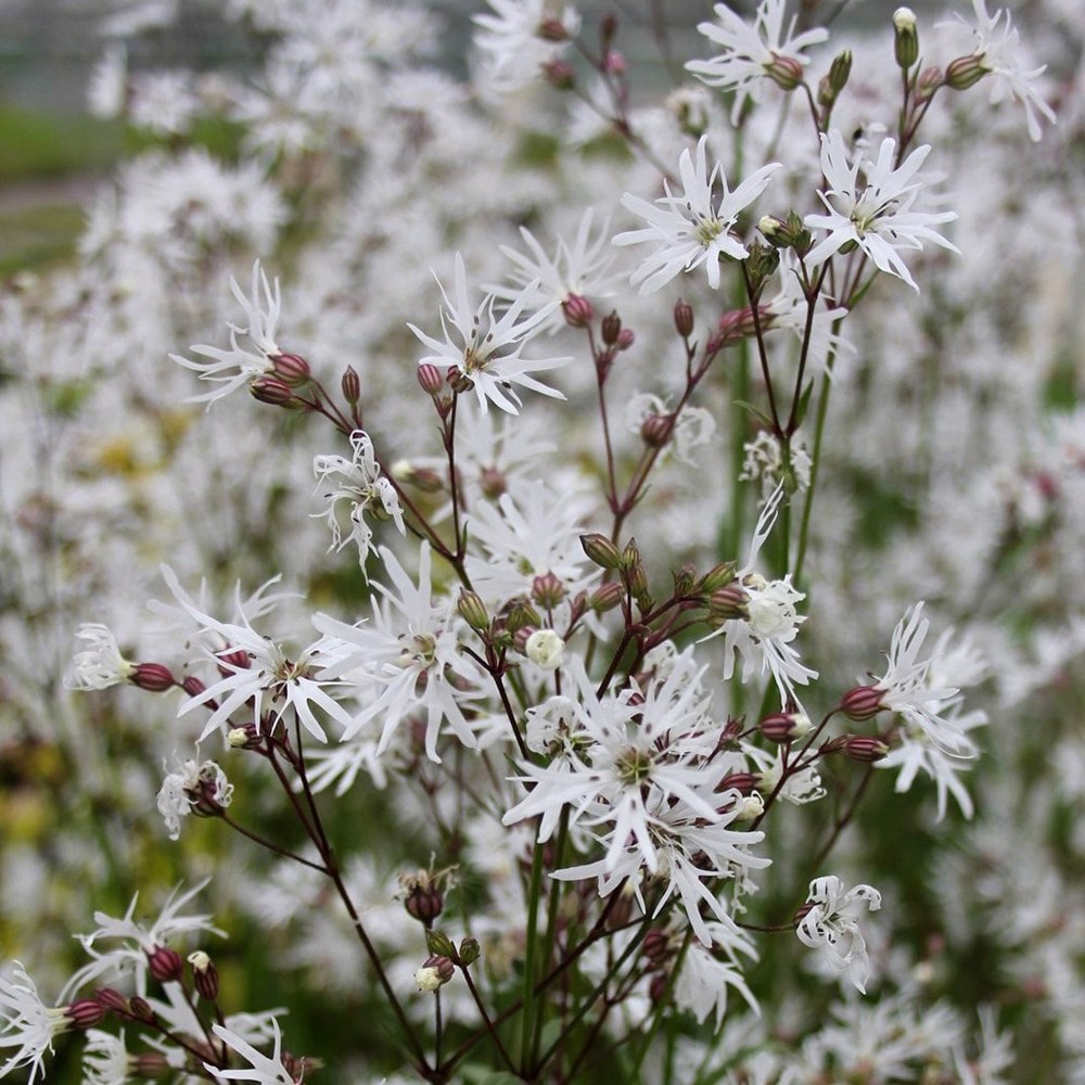 ragged robin 'white robin'