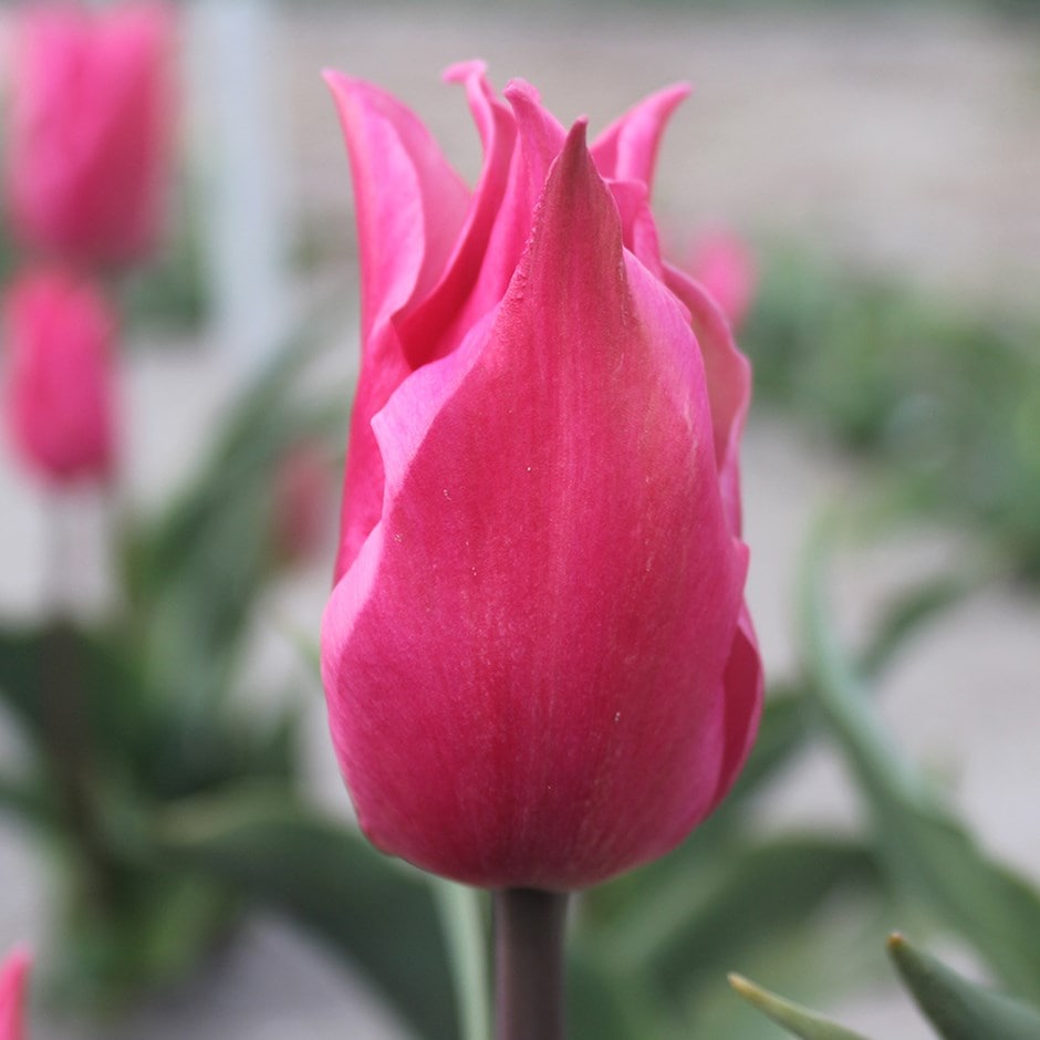 <i>Tulipa</i> 'Pretty Love'