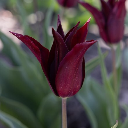 Tulipa Mascara